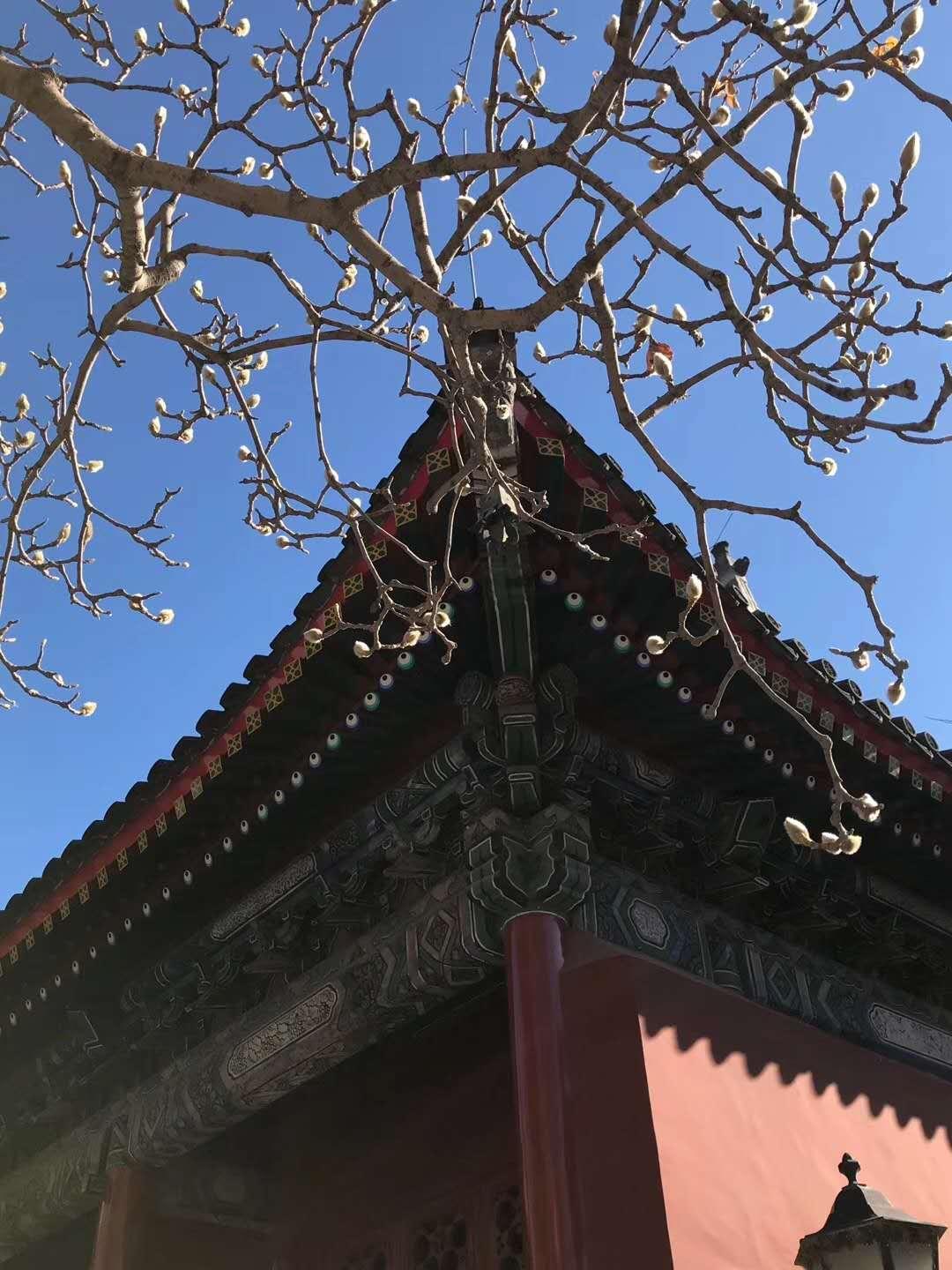 万寿寺玉兰花.jpg
